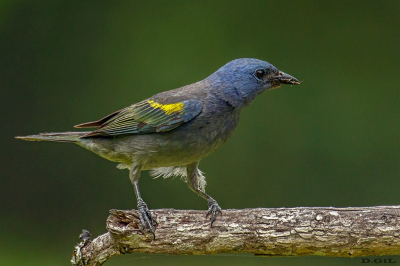 SANHACO DE ENCONTRO AMARELO  (Thraupis ornata)